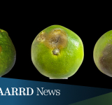 New project to combat citrus pests and diseases using biocontrol agents kicks off